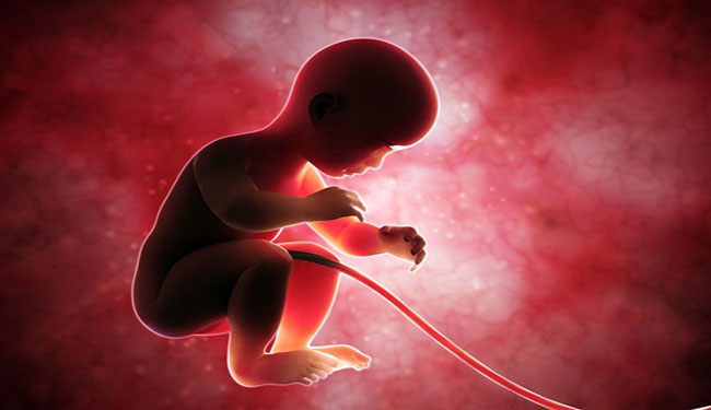مراحل رشد جنین / stages of fetal development in pregnancy