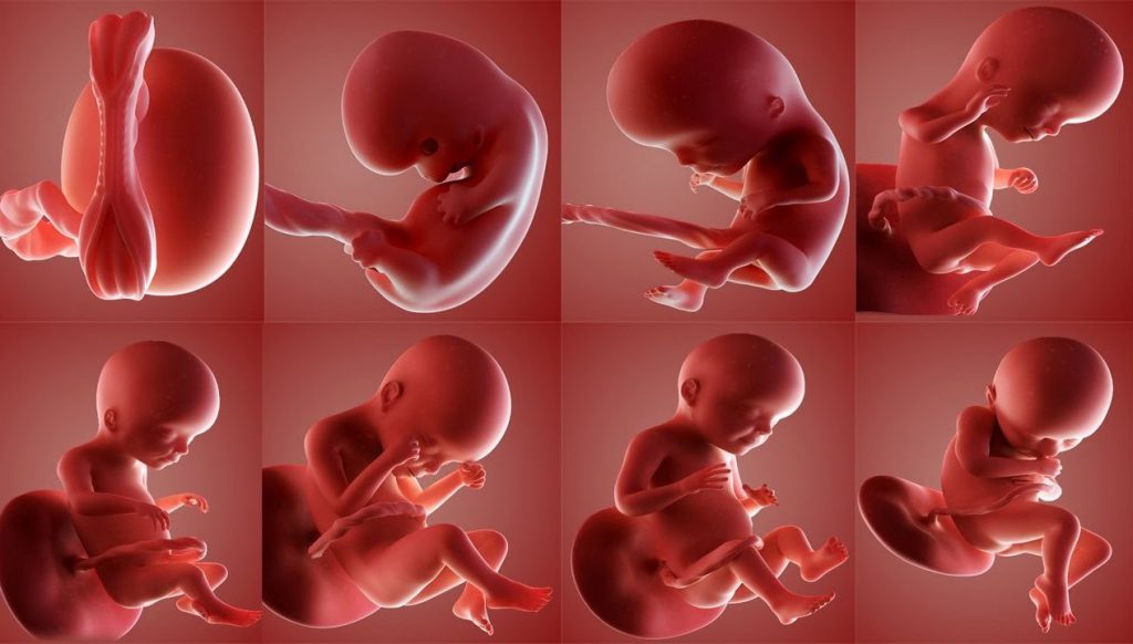 مراحل رشد جنین در رحم